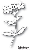Лезвие от Memory Box - Forget Me Not Blooms - ScrapUA.com