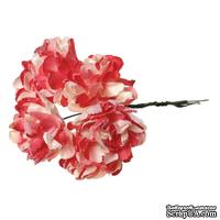 Астры, цвет красный/белый, 9 см, букетик, 6шт. - ScrapUA.com
