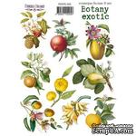 Набор наклеек (стикеров) 9 шт Botany exotic 205, ТМ Фабрика Декора - ScrapUA.com